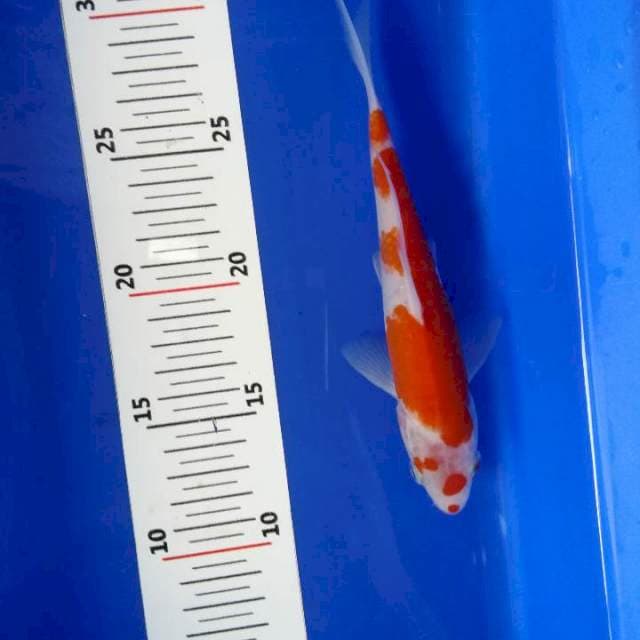 U-koi 11 ~ kohaku