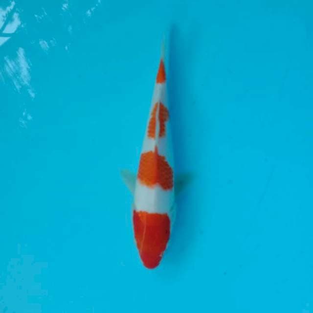 Yondan kohaku ±22cm