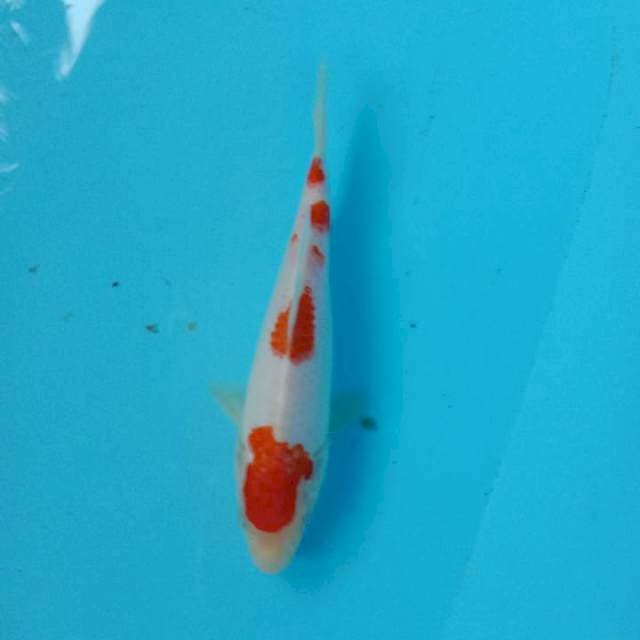 Kohaku ±20cm
