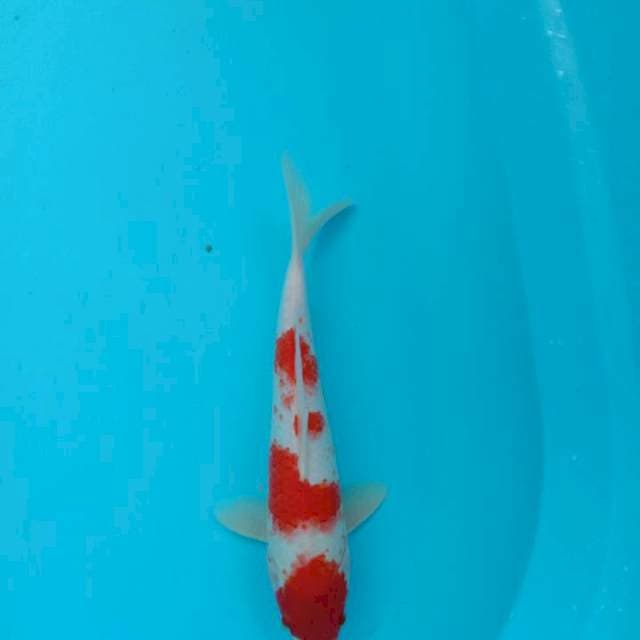 Kohaku kanoko ±32cm