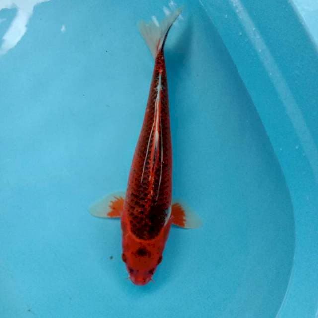 Jumbo ±45cm up