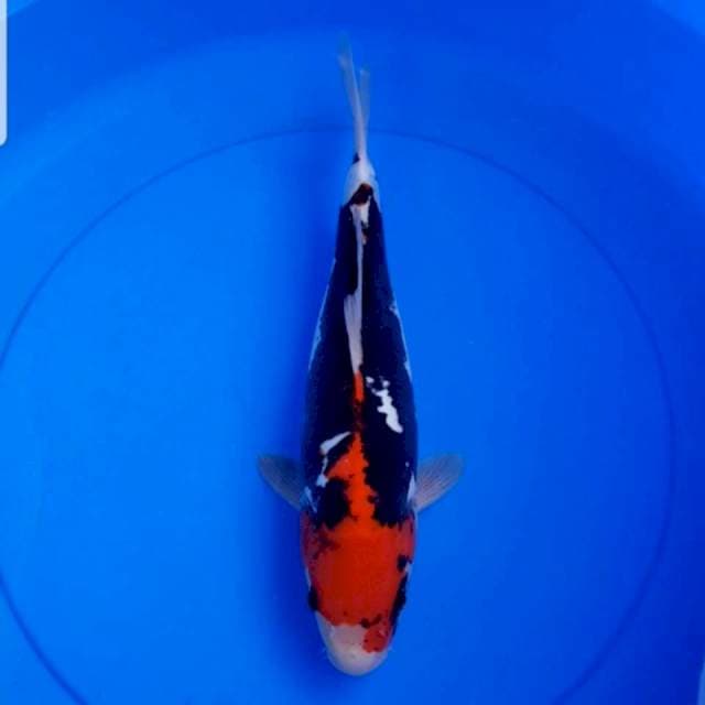 Beni kumonryu 30 cm