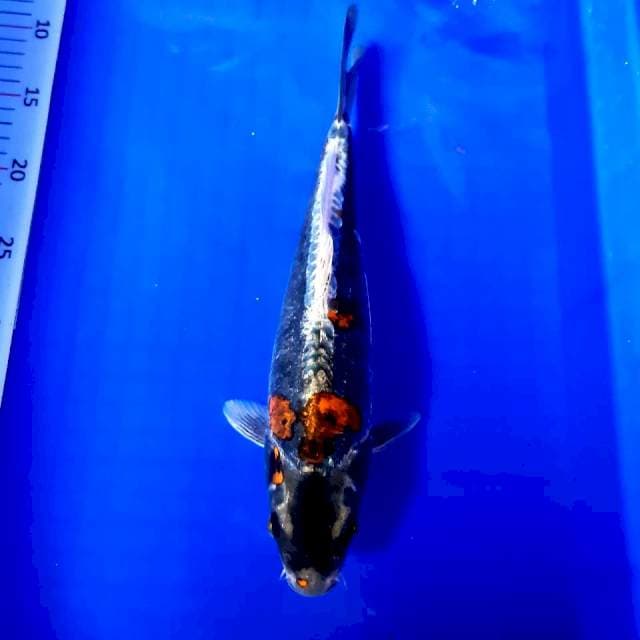 Kikko sepesial male 32 cm