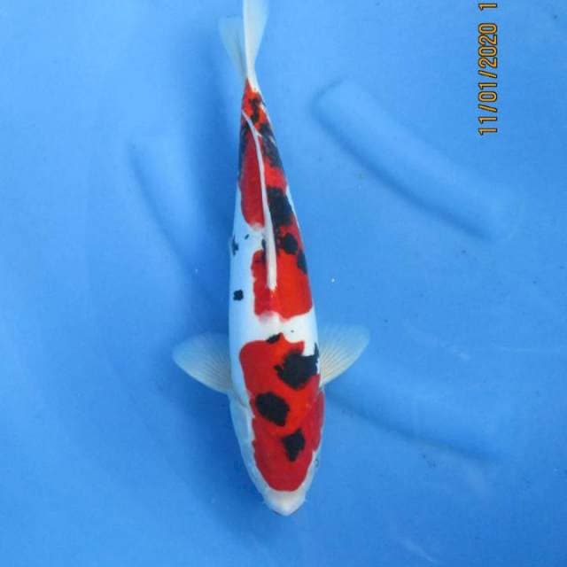 Sansoku33cm male
