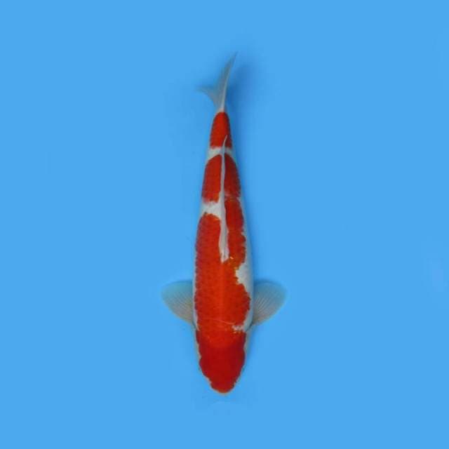 KOHAKU MALE JUMBO TOSAI