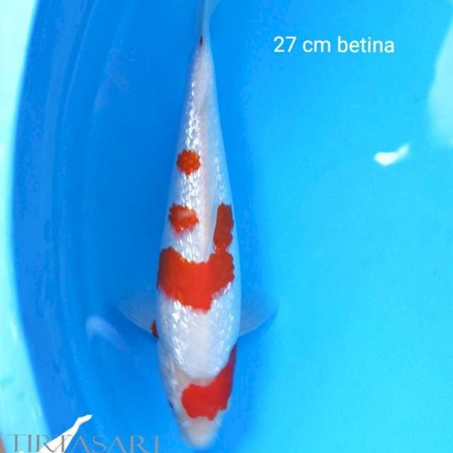 Ginrin full 27 cm