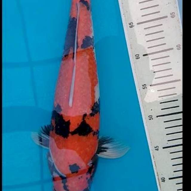 Hi Showa, 43 cm