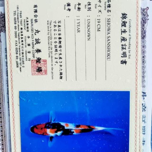 Showa import marusei