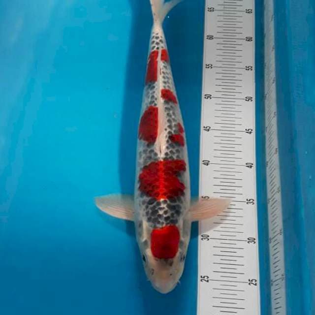 Goshiki 45 cm. Male