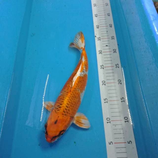 kujaku 30cm