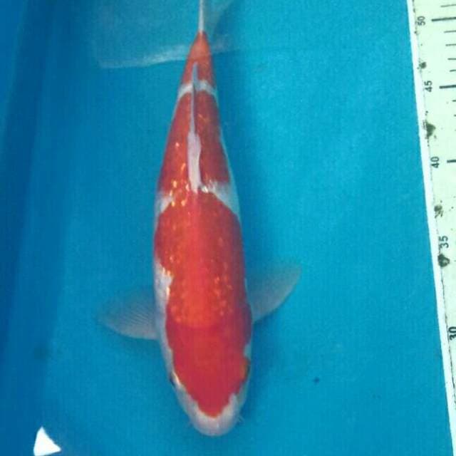 Kohaku Ginrin, Male 29 cm