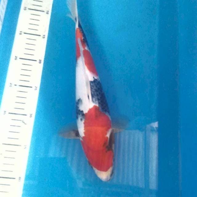 Showa Halus, 33 cm