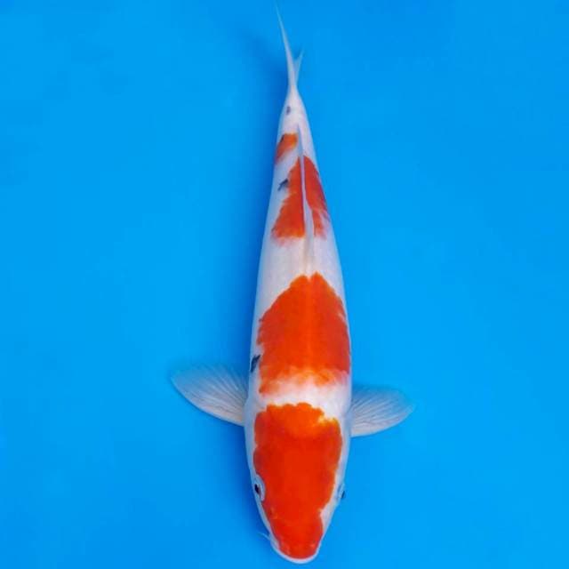Sanke minimalis 35cm