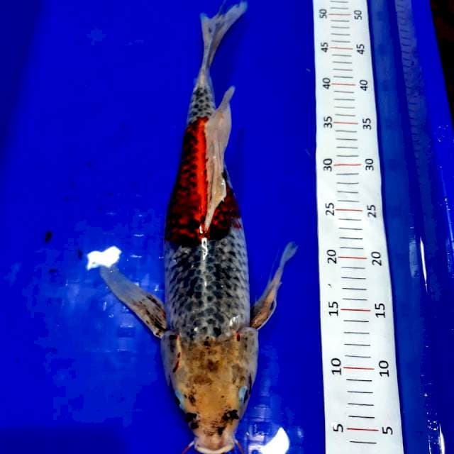Kumpay 47 cm