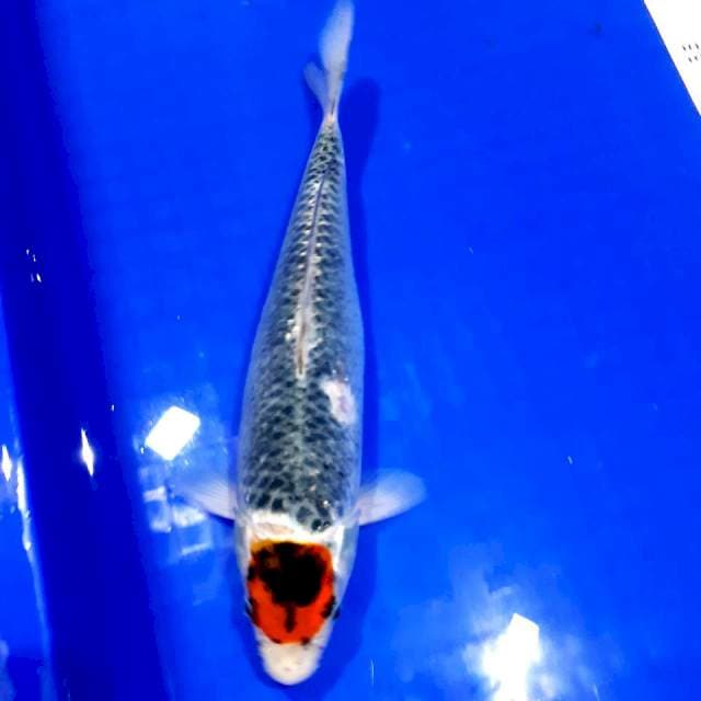 Tancho ghosiki 30 cm
