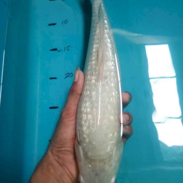 Soragoi ginrin punuk 37cm