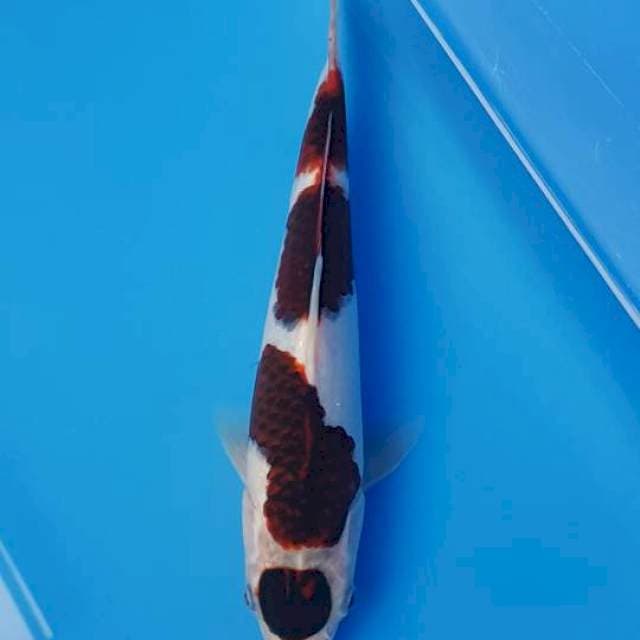 Budo goromo 26cm