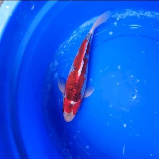 Goshiki size 28cm