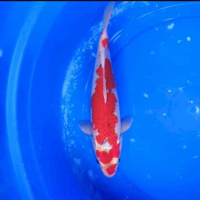 Goshiki size 29cm