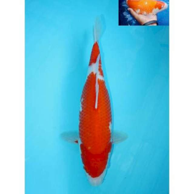 NIDAN KOHAKU BERPUNUK F1 FEMALE 33 CM