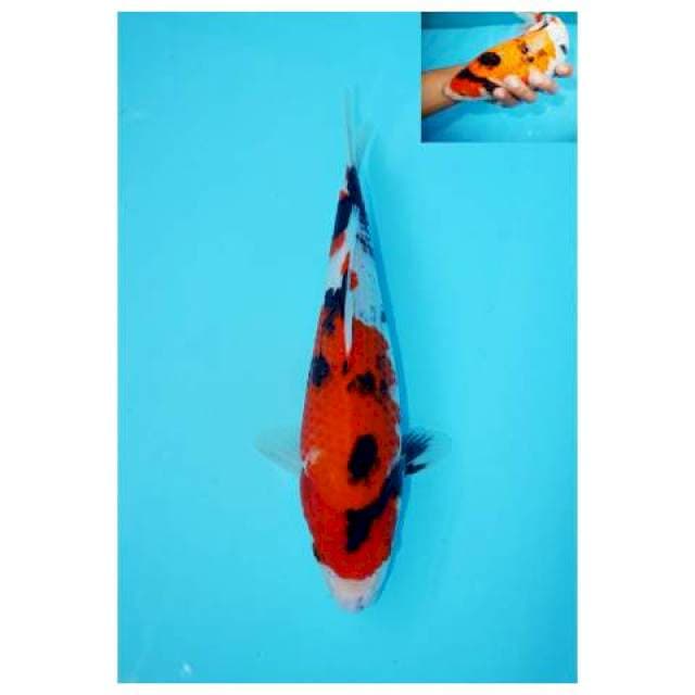 SHOWA BERPUNUK F1 28 CM FEMALE