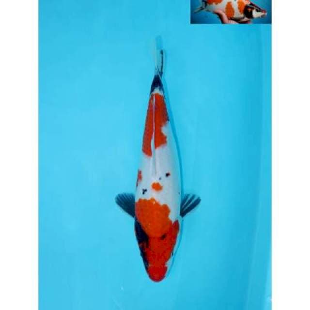 NIDAN SHOWA BERPUNUK F1 29 CM FEMALE