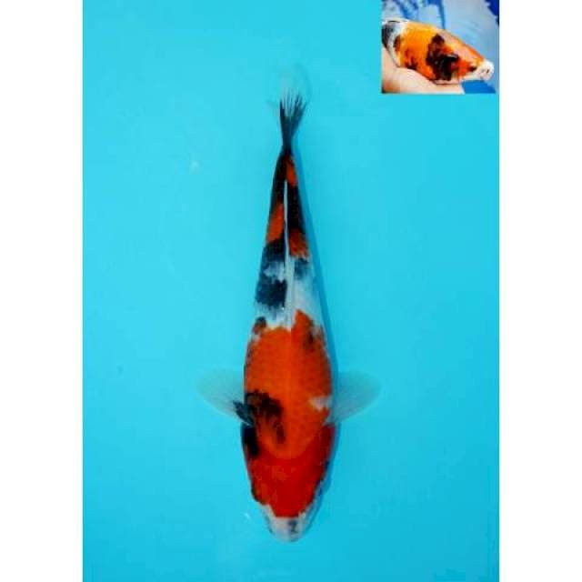 SHOWA BERPUNUK F1 27 CM MALE