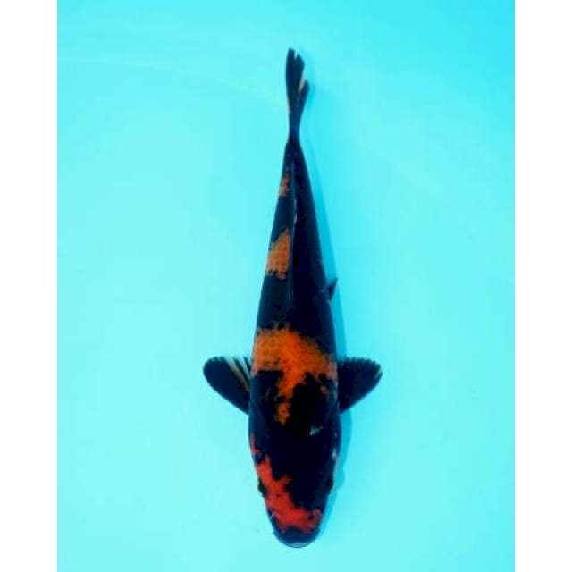 UTSURI 20 CM MALE