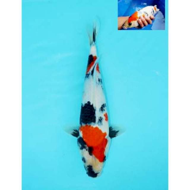 SHOWA BERPUNUK F1 28 CM MALE