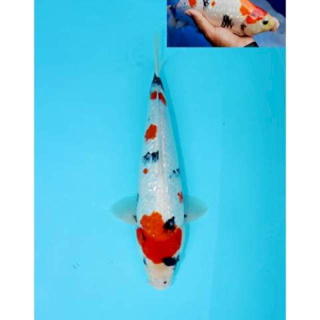 SHOWA GINRIN BERPUNUK F1 32 CM MALE