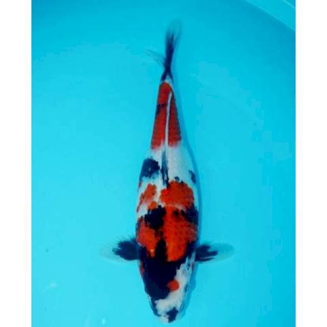 SHOWA 32 CM FEMALE
