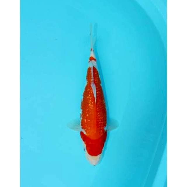 KOHAKU GINRIN 28 CM. FEMALE