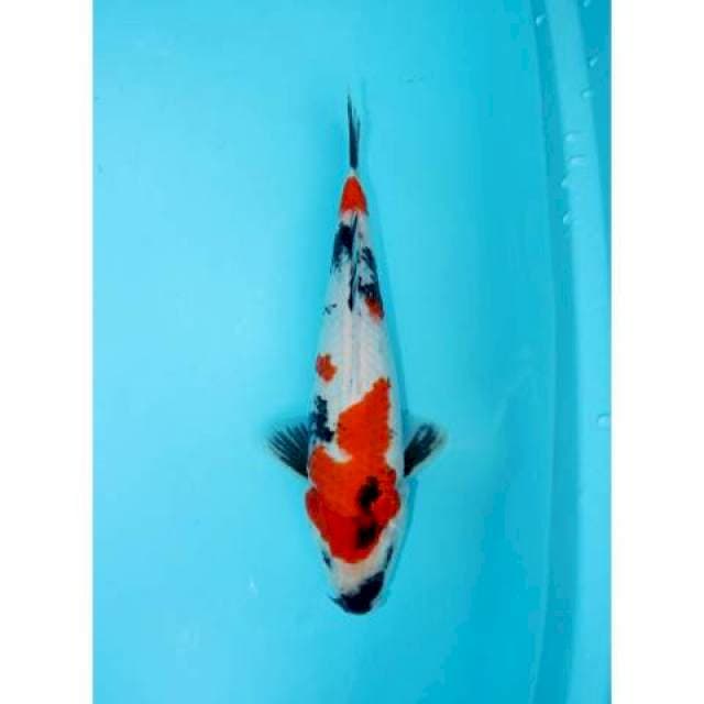 SHOWA 27 CM MALE