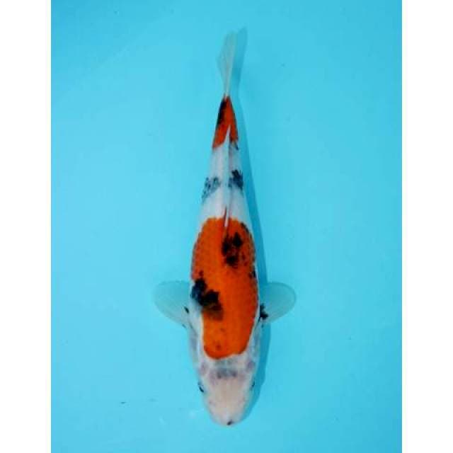 NIDAN SHOWA 28 CM FEMALE