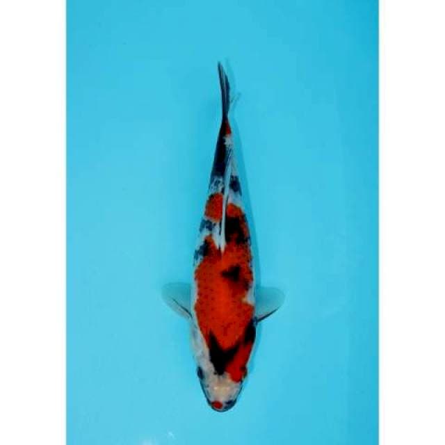 SHOWA 26 CM FEMALE