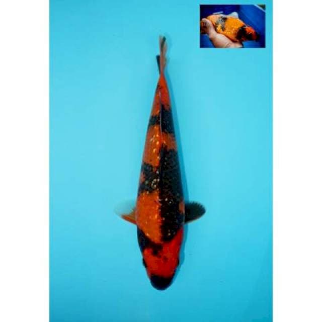 UTSURI GINRIN BERPUNUK F1 27 CM FEMALE