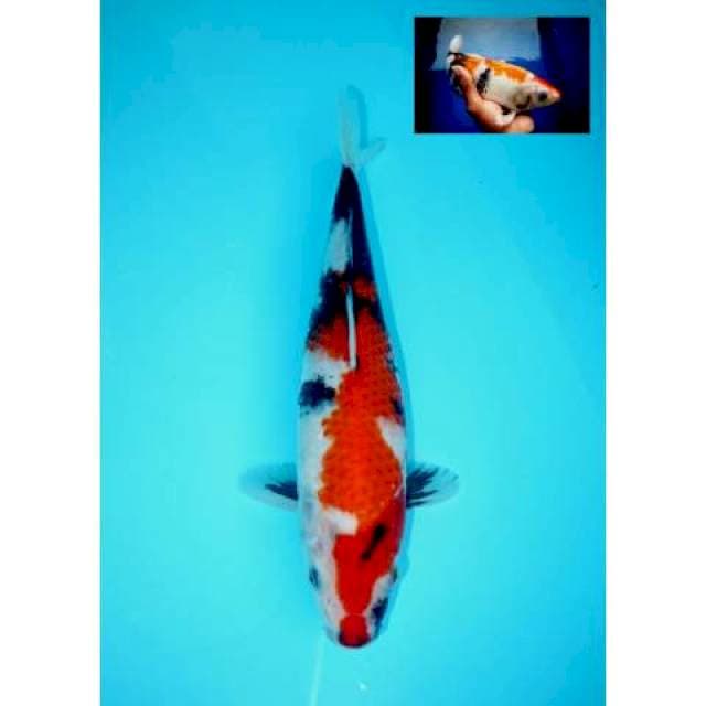 SHOWA SANSHOKU BERPUNUK F1 27 CM FEMALE