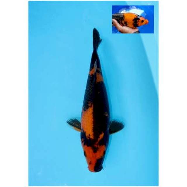 UTSURI BERPUNUK F1 32 CM FEMALE