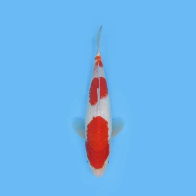 KOHAKU