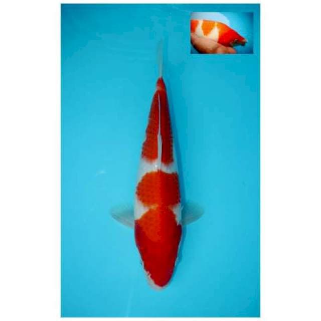 KOHAKU BERPUNUK F1 31 CM MALE