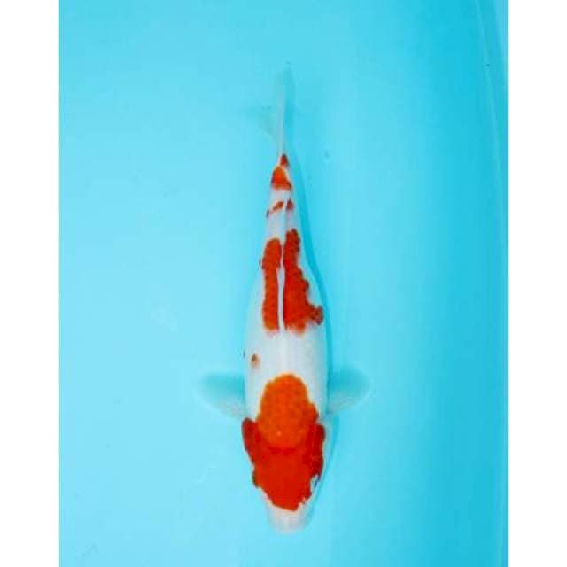 SANDAN KOHAKU 26 CM FEMALE