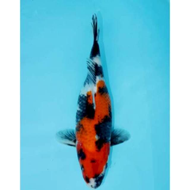 SHOWA 29 CM FEMALE