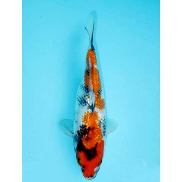 SHOWA GINRIN 23 CM FEMALE