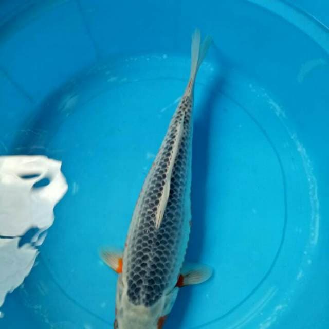 Female 42 cm