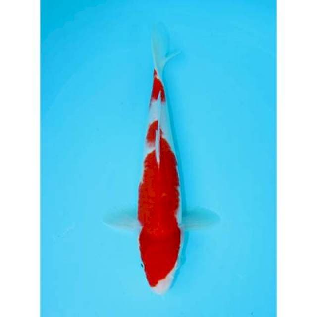 KOHAKU 31 CM MALE