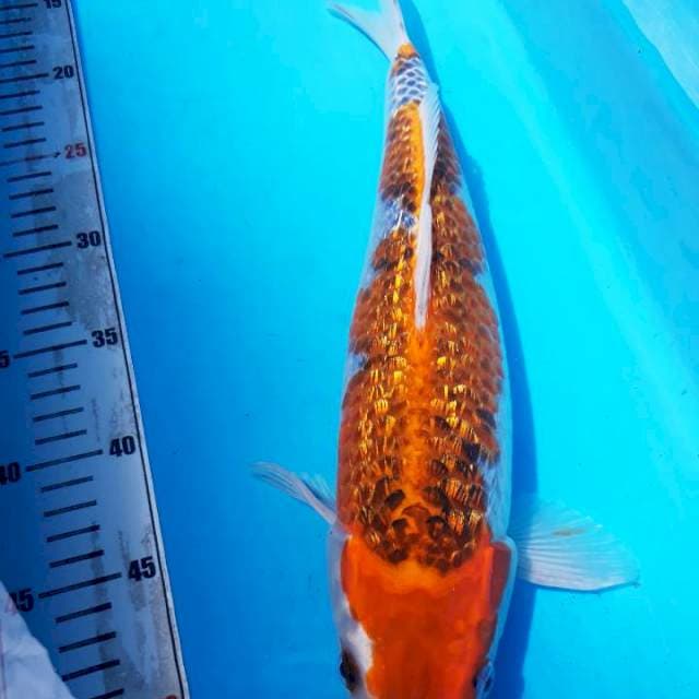 Gosiki ginrin 37cm