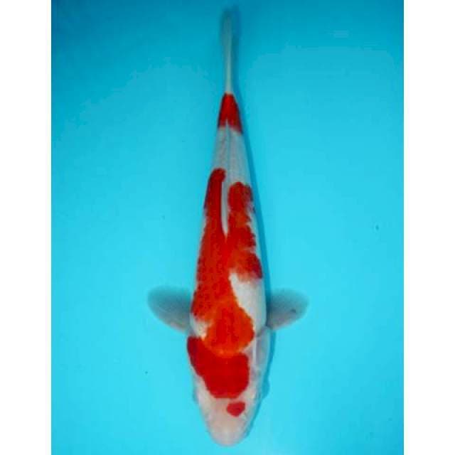 KOHAKU 30 CM MALE