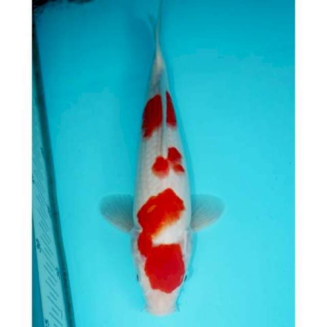 SANDAN KOHAKU 28 CM MALE