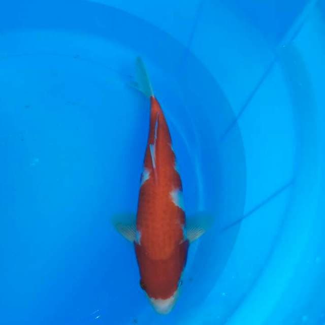 25cm || KOHAKU SUPER RED