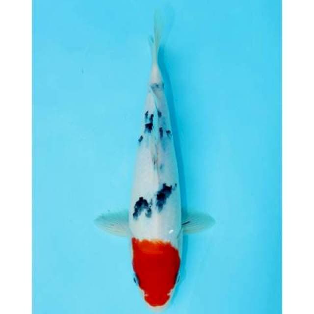 TANCHO SANKE 26 CM MALE